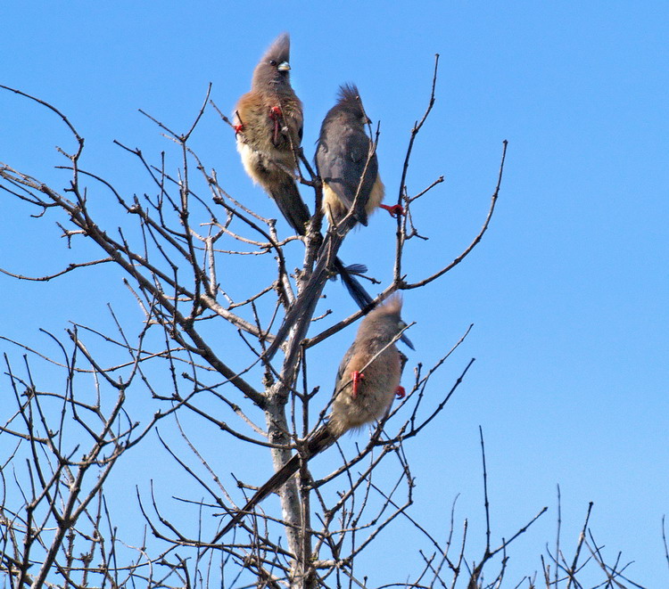 Mouse birds In Privet