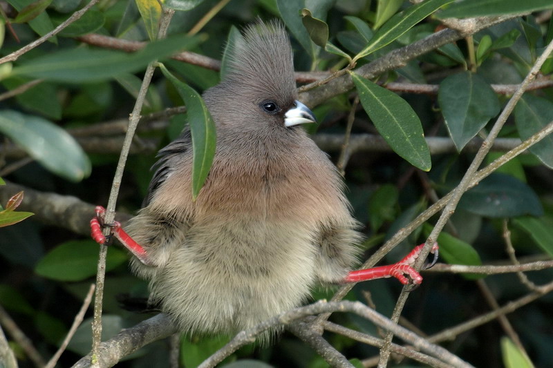 White Backed Mouse Bird 1