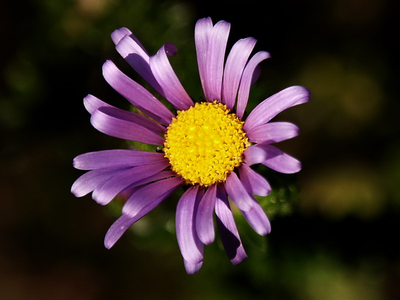 800Pflower4.jpg
