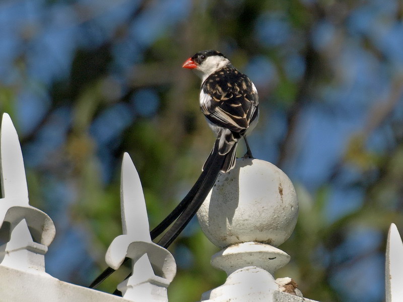 Pin Tailed Whydah