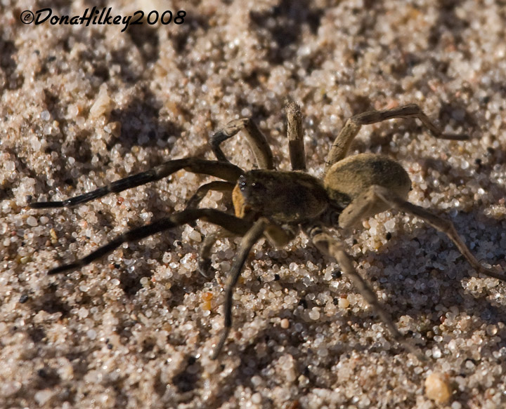 Wolf Spider,  Family Lycosidae