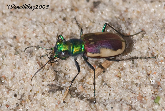 Festive Tiger Beetle