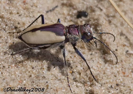 Big Sand Tiger Beetle