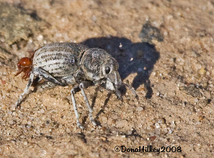 Broad-nosed Weevil