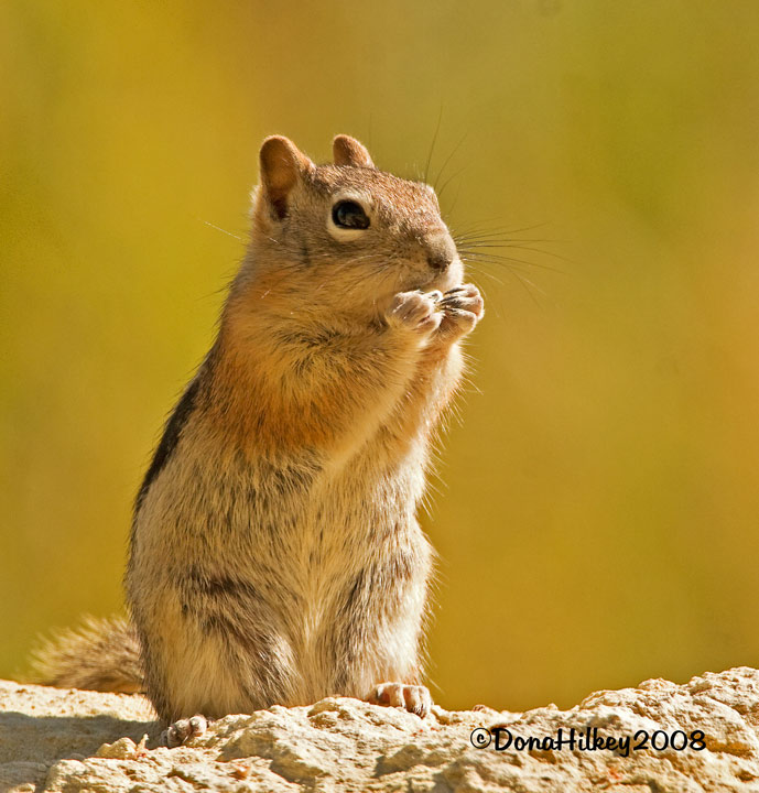 GMSquirrel-SEPT08.jpg