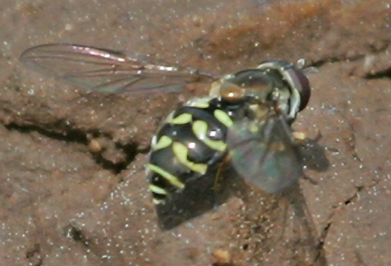 unid-bee-or-fly-06june2004-adamslodge.jpg