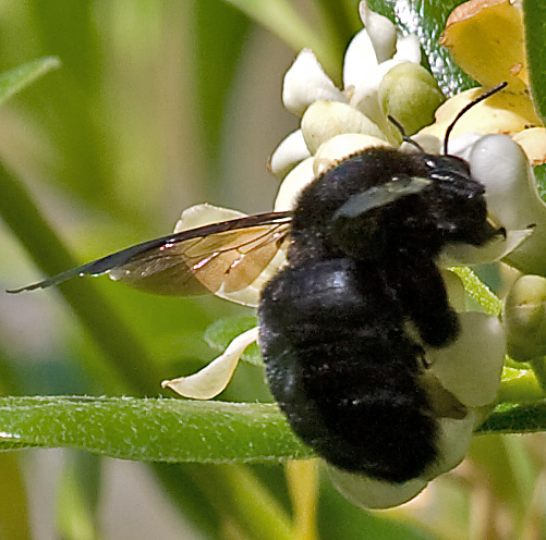 Carpenter Bee