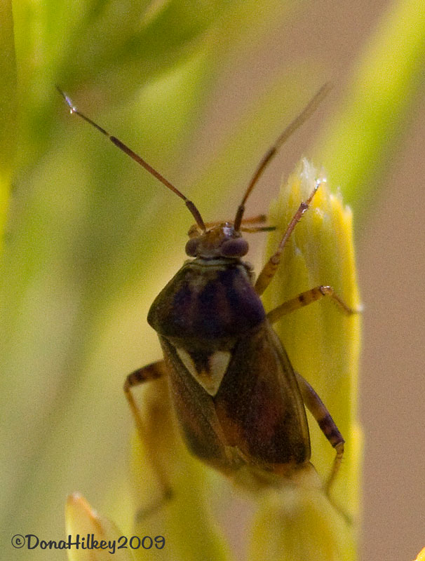 Lygus Bug