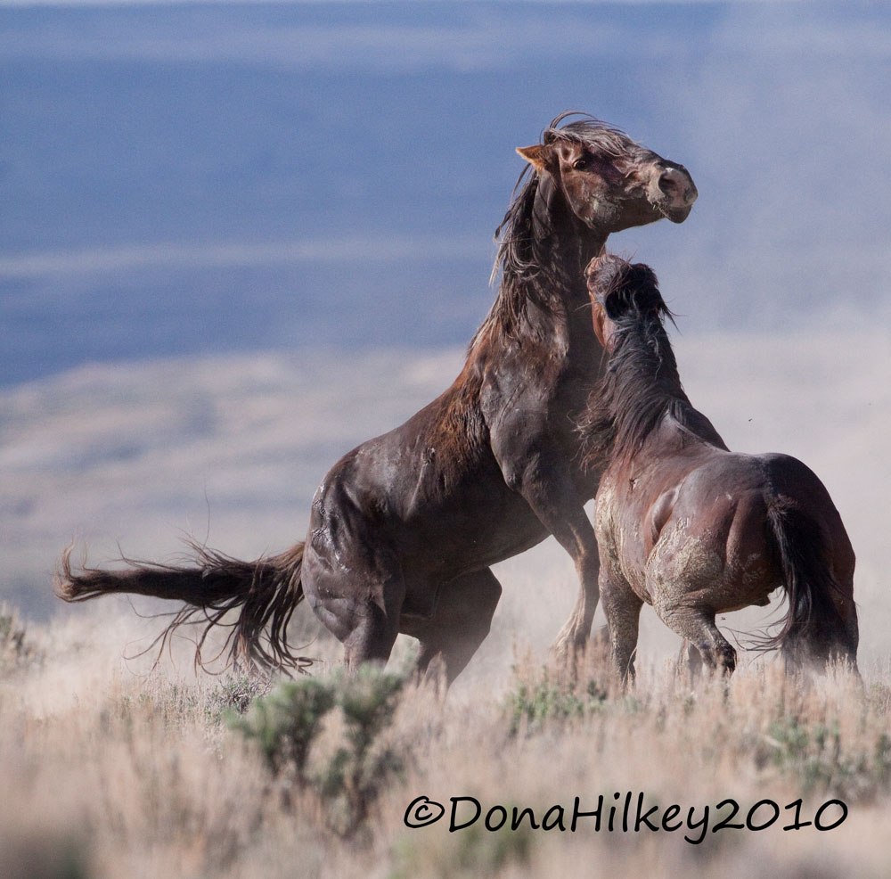 SandWashHorse_1532-17JuneMay2010.jpg