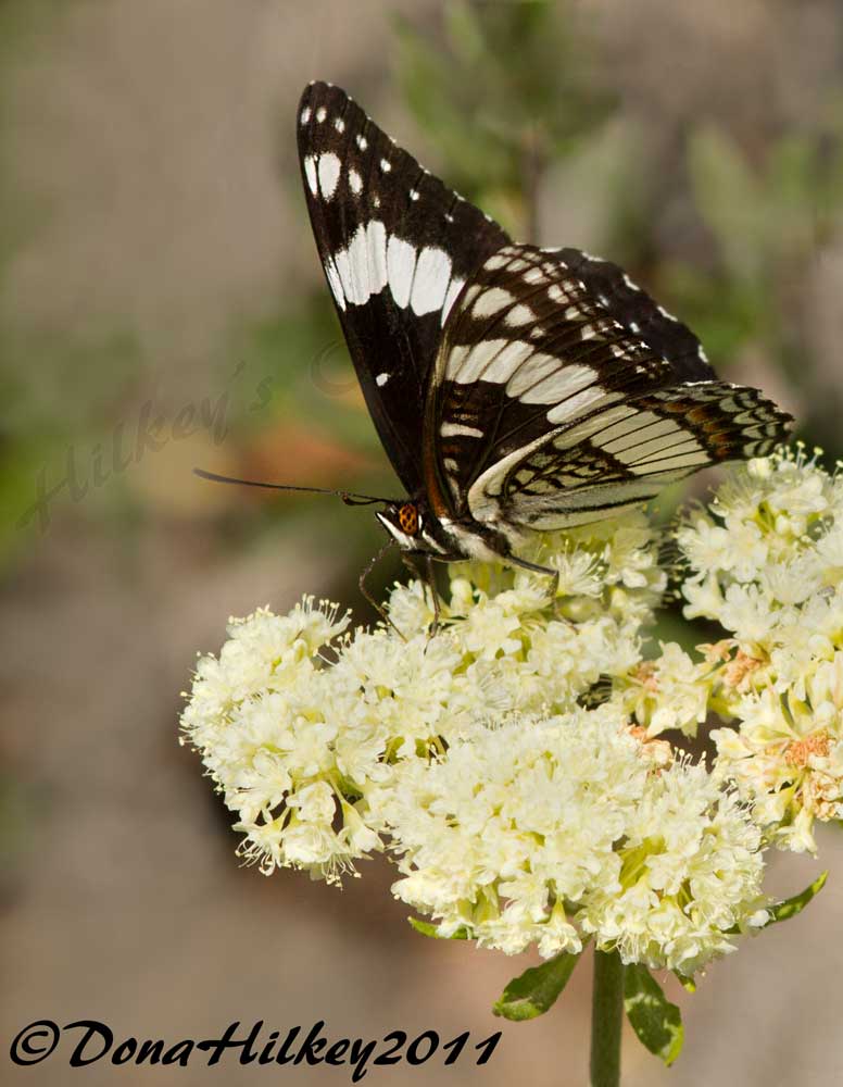 Weidermeyers-Admiral-23July2011-ColdSpringMtn-web.jpg