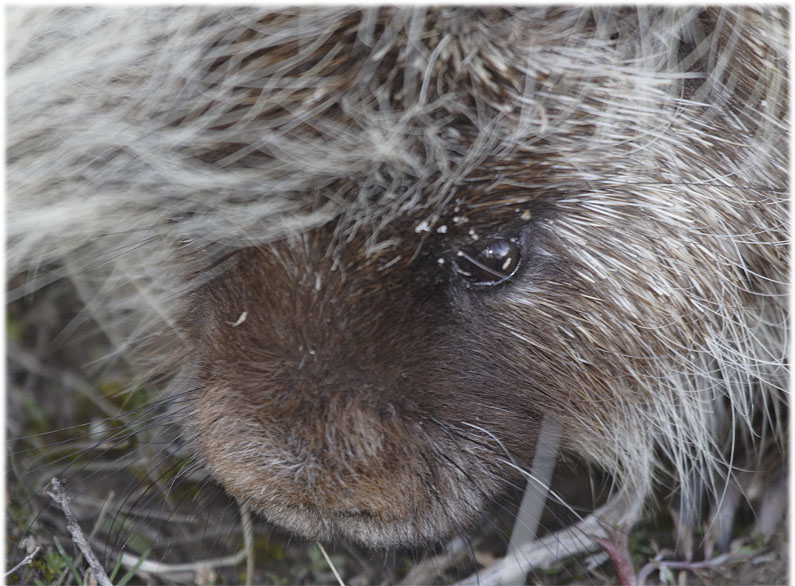 Porcupine portrait 06