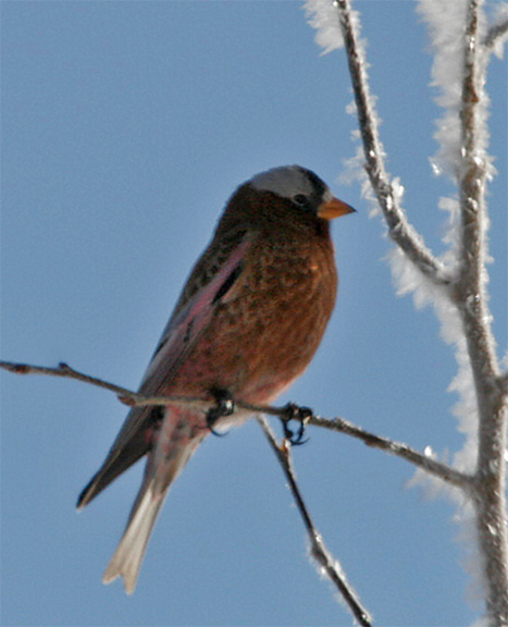 Rosy-Finch perched 07