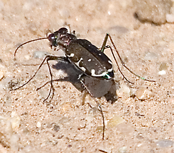 o6/30/743830/1/84279395.Svcuqsfh.TigerBeetle.jpg