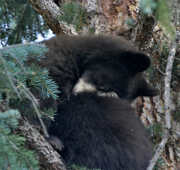 Bear Cubs Taking a Nap