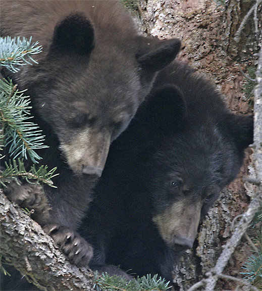 Black Bear Cubs in Spruce Tree
