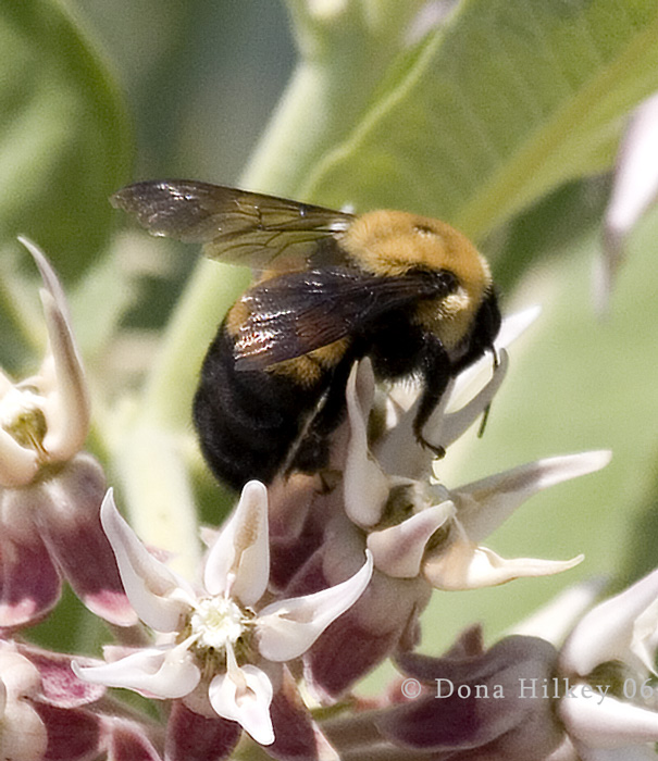 Brown-belted Bumble Bee