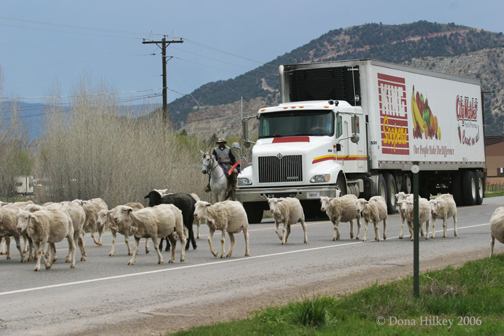 moving-sheep-thru-town-2.jpg