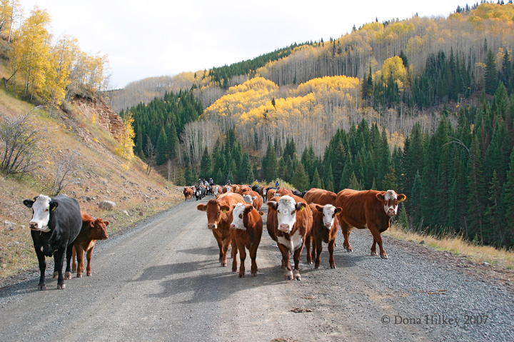 Coming-down-from-the-high-country.jpg