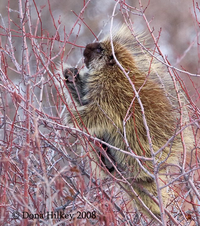 Porcupine in Willows