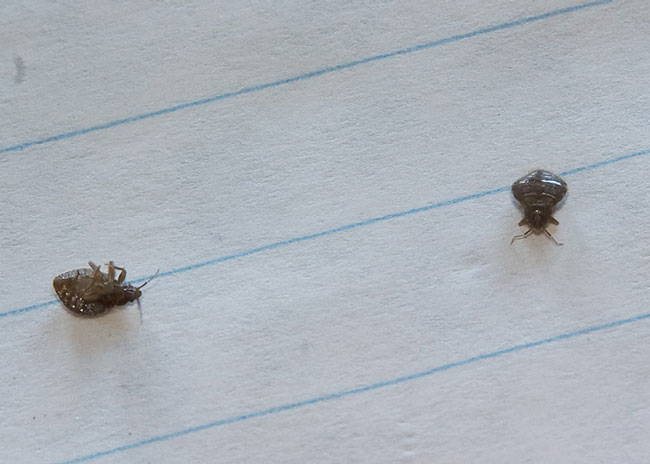 Swallow Bugs
