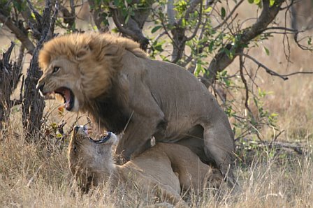 80918028_v8CyYQKk_lionlove.jpg