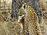 leopardkill.jpg