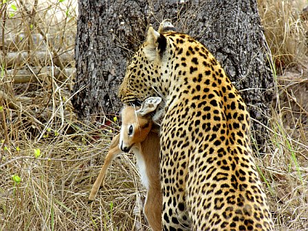 leopardkill.jpg