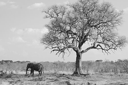 elephantree.jpg