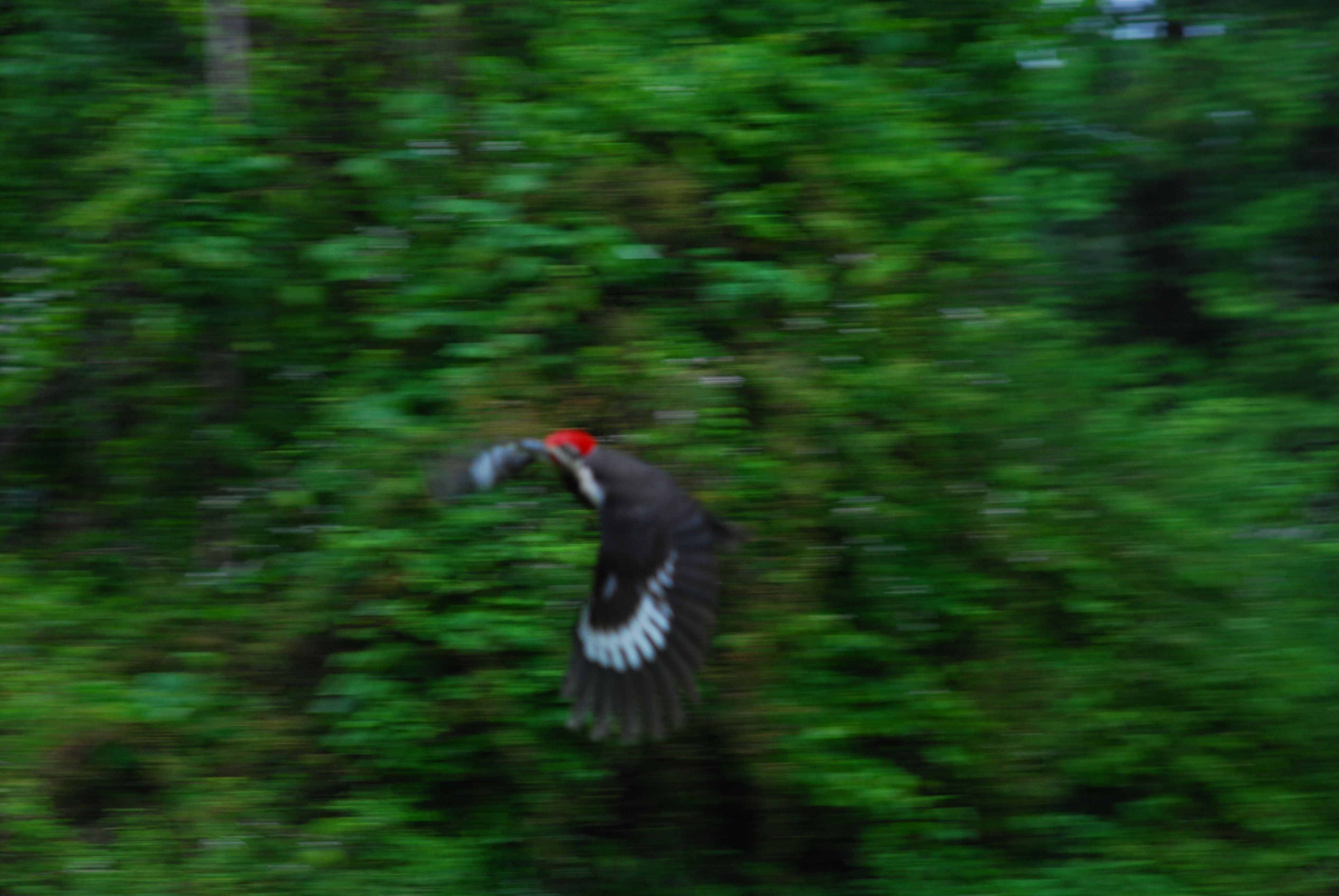 Pileated 2012