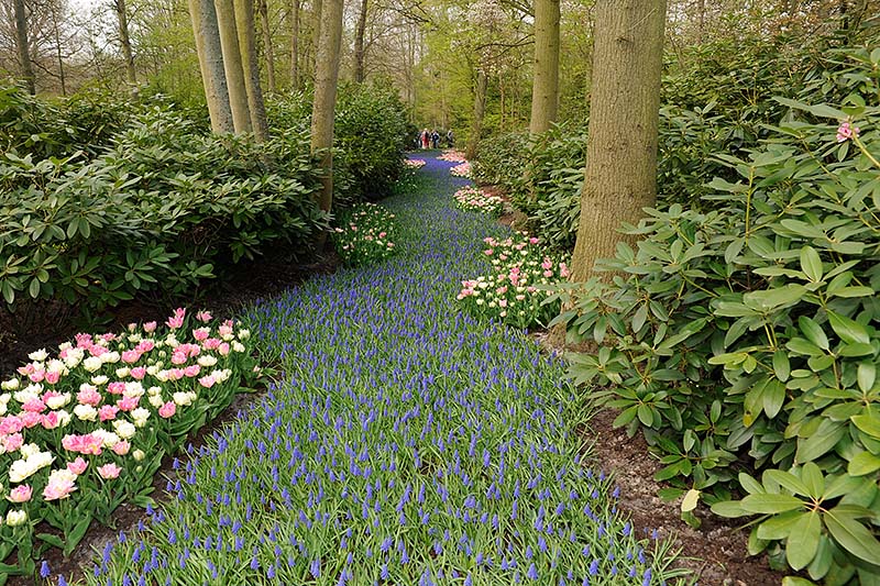Keukenhof_48.jpg