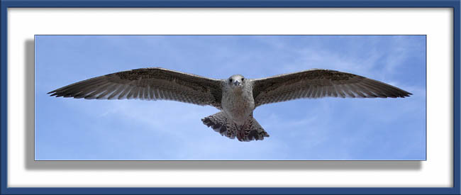 Fauna_06.jpg