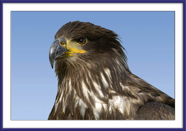 Fauna_11.jpg