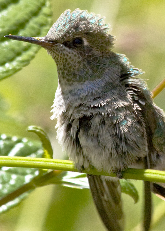 Hummingbird