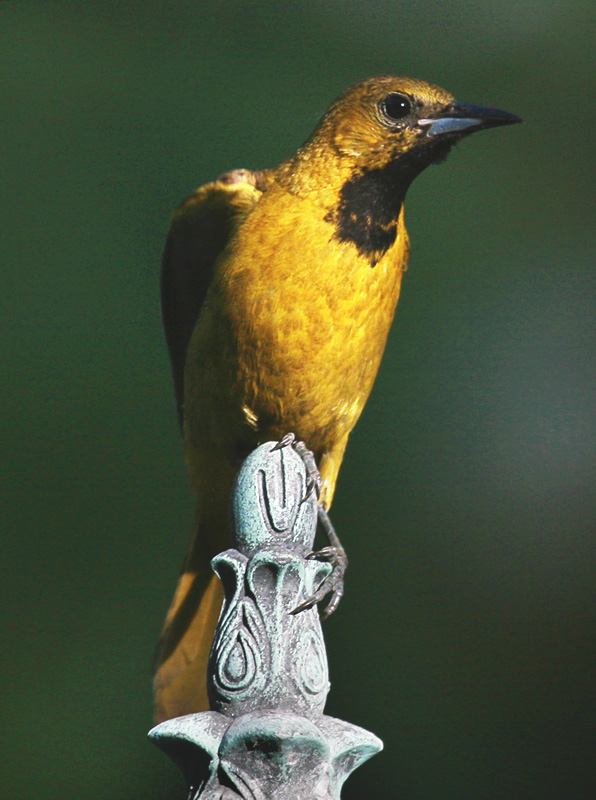 Hooded Oriole (male)