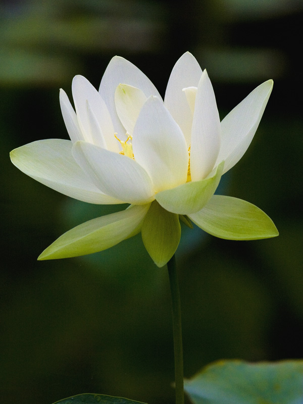 Lotus