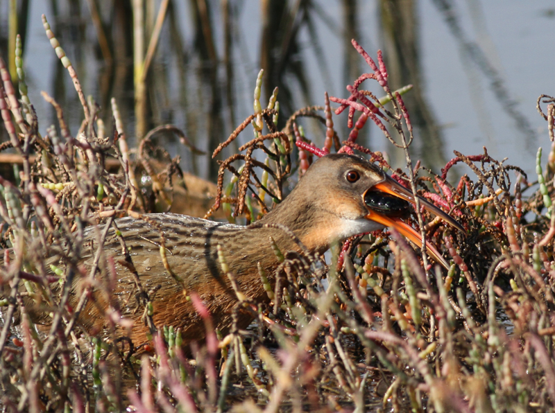 Light-footed Clapper Rail