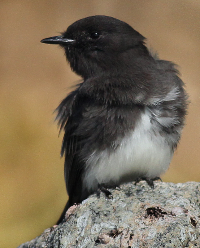 Black Phoebe