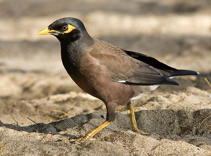 Common myna