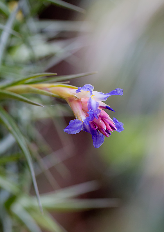 Aeranthos air plant