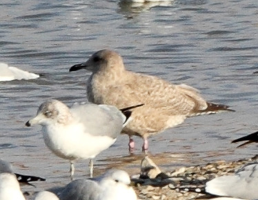 Thayer's Gull