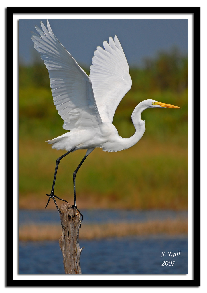 Great Egret