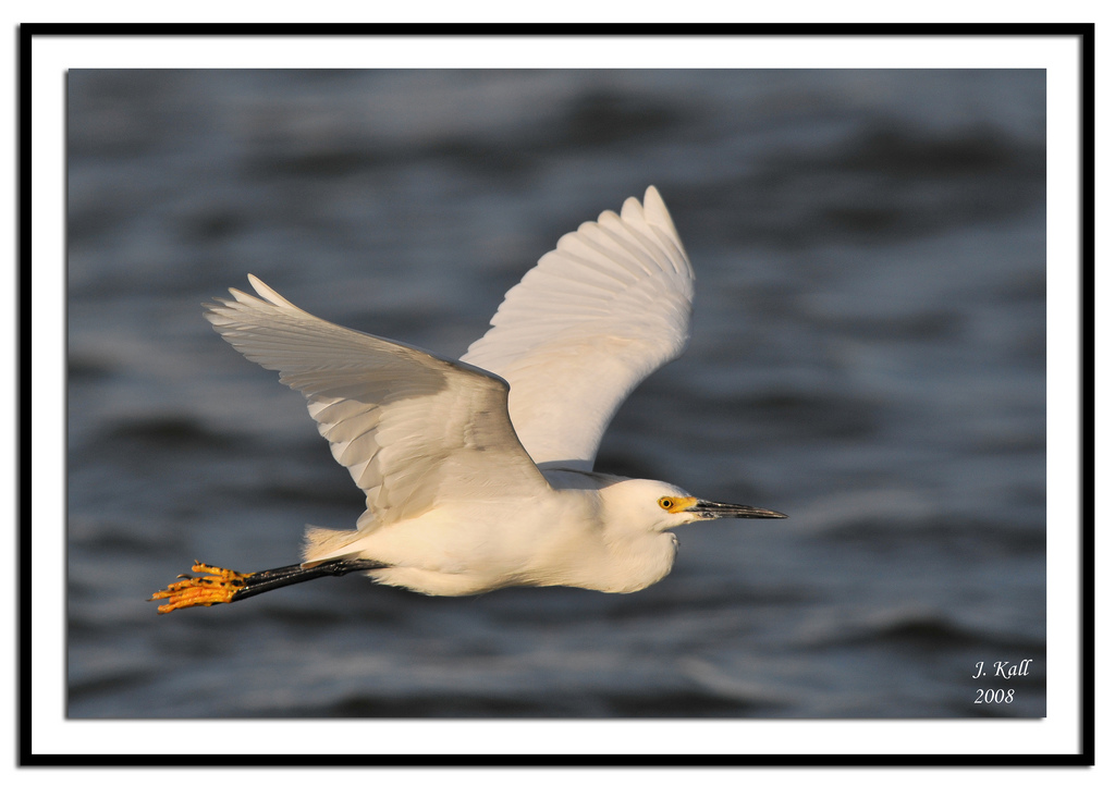 Snowy Egret