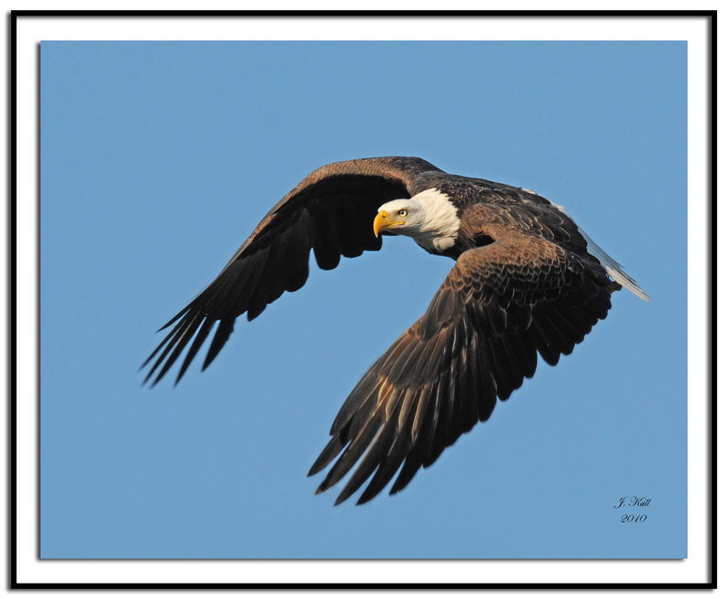 Bald Eagle