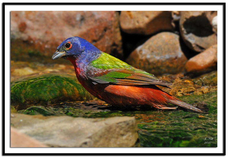 Painted Bunting