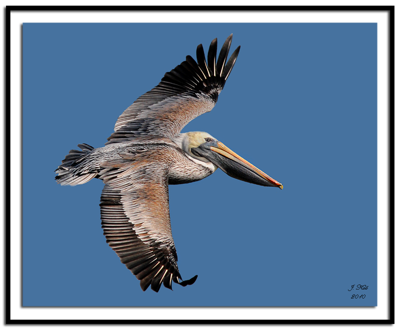 Brown Pelican