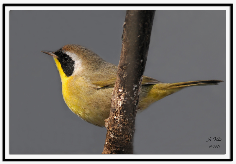 Common Yellowthroat