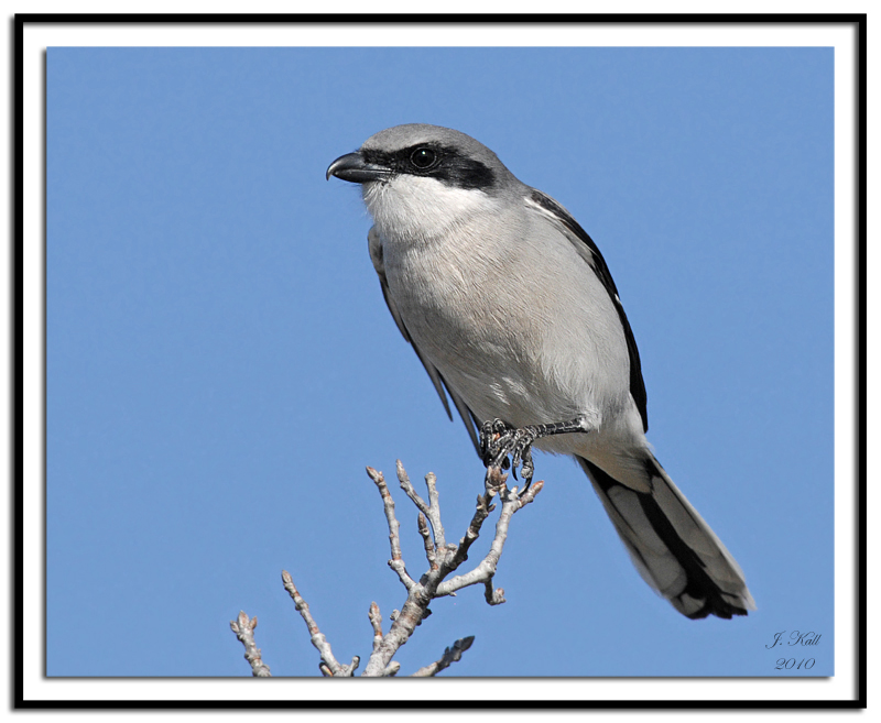 Loggerhead Shrike