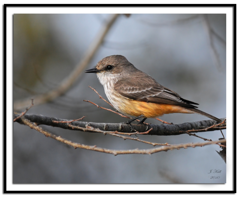 Vermilion Flycatcher