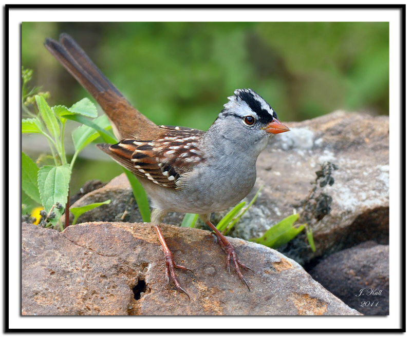 White-Crowned Sparrow