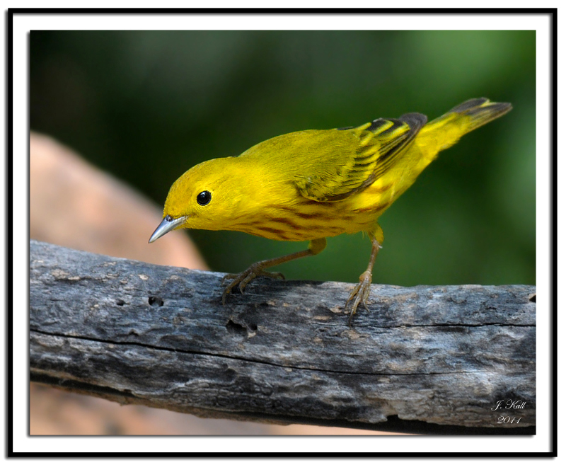 Yellow Warbler